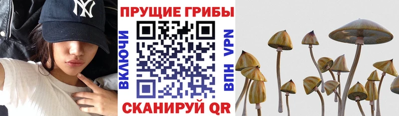 наркота  площадка наркотические препараты  Псилоцибиновые грибы прущие грибы  Орлов 